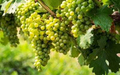 Less leach­ing and higher yields in the vineyard